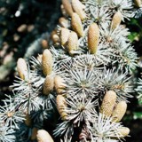 Cedrus atlantica Atlasceder m. Blueten