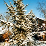 Cedrus atlantica Atlaszeder2