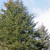 Cedrus libanii &  Picea mariana Libanonceder u Schwarzfichte 
