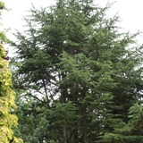 Cedrus libanii Libanonceder 
