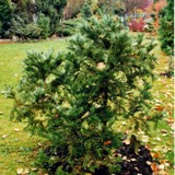 Cephalotaxus fortunei Chin Kopfeibe2