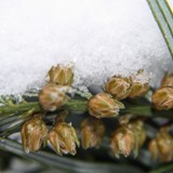 Cephalotaxus fortunei Chin Kopfeibe 1