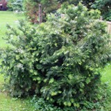 Cephalotaxus fortunei Chin Kopfeibe 12 06 20 006