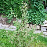 Cercidiphyllum japonicum Lebkuchenbaum 