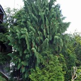 Chaemocyparis nootkatensis  Pendula Scheinzypresse 20a