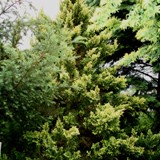 Chaemocyparis pisifera plumosa Aurea gelbe Federzypresse 