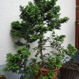 Chamaecyparis obtusa nana gracilis Muschelzypresse 