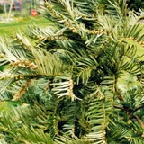 Chin Kopfeibe mit Blueten