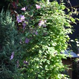 Clematis an kl Treppe  