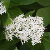 Cornus sanguinea roter Hartriegel 