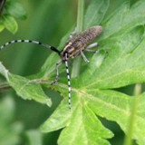 Distelbock Agapnthia villosoviridescens 