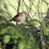 Dorngrasmuecke w 12 06 15 5