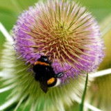 dunkle Erdhummel Bombus terrestris auf Karde