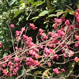 Euonymus europaeus Pfaffenhuetchen 