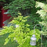 Faecherahorne vor Koniferen an hinderer G-Grenze