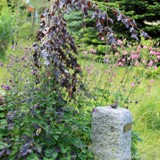 Fagus sylvatica Purle Fontain Trauerblutbuche 