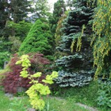 Farbspiele im Vorgarten 