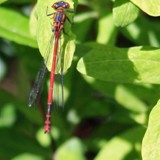 fruehe Adonislibelle