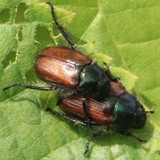 Gartenlaubkaefer Phylopertha horticolai