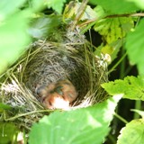 Gasmueckenbrut 12 06 19 1