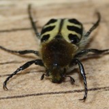 Gebaenderter Pinselkaefer