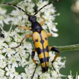 gefleckter Schmalbocka