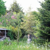 Gehoelzgruppe am alten I-hotel