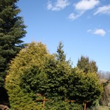 Gehoelzgruppe hinter FH