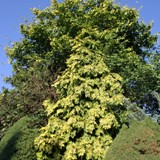 Gehoelzgruppe vor FH