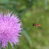 gem Winterschwebfliege an Distel 
