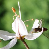 gem Winterschwebfliege an Steppenkerze