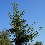 Ginkgo biloba Ginkgo 1