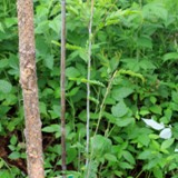 Gleditsia tricanthos  Lederhuelsenbaum