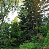 Goldlaerche, Blaufichte, Kiefer u Coloradotanne im Vorgarten