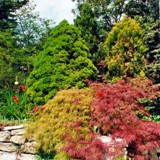 gr u roter Schlitzahorn 