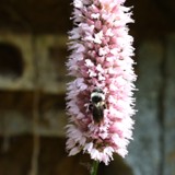 Graue Sandbiene Andrena cineraria 