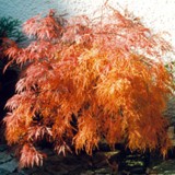 gruener + rotlaubiger Schlitzahorn