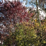 Gruppe an suedlicher Grundstuecksgrenze