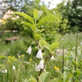 Halesia carolina Schneegloeckchenbaum