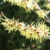 Hamamelis mollis Zaubernuss gelb