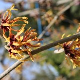 Hamamelis mollis Zaubernuss rot