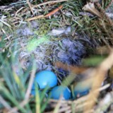 Heckenbraunelle Gelege 