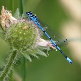 Hufeisen_Azurjungfer Coenagrion puella