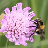 Hummelwaldschwebfliege Volucella bombylans 