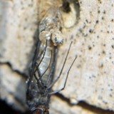 Ibisfliege beim Schlupf 