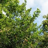 Ilex aquifolium Stechpalme