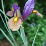 Iris 