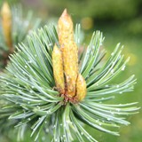 Jungtriebe Grannenkiefer 