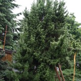 Juniperus communis Gem Wacholder