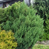 Juniperus squamata Blauzederwacholder